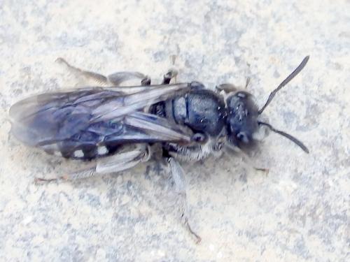 Réf. 317 853 : Lasioglossum sp.